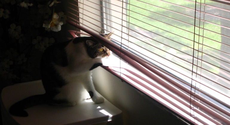 Cat looking through metal blinds in Destin.